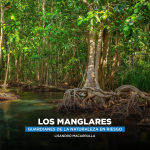 Los Manglares: Guardianes de la Naturaleza en Riesgo