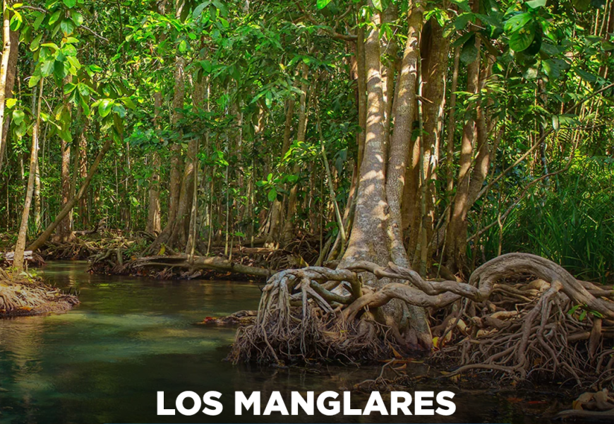 Los Manglares: Guardianes de la Naturaleza en Riesgo