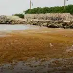 la-resiliencia-del-gran-caribe