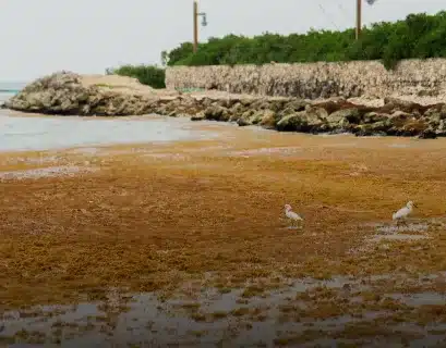 la-resiliencia-del-gran-caribe