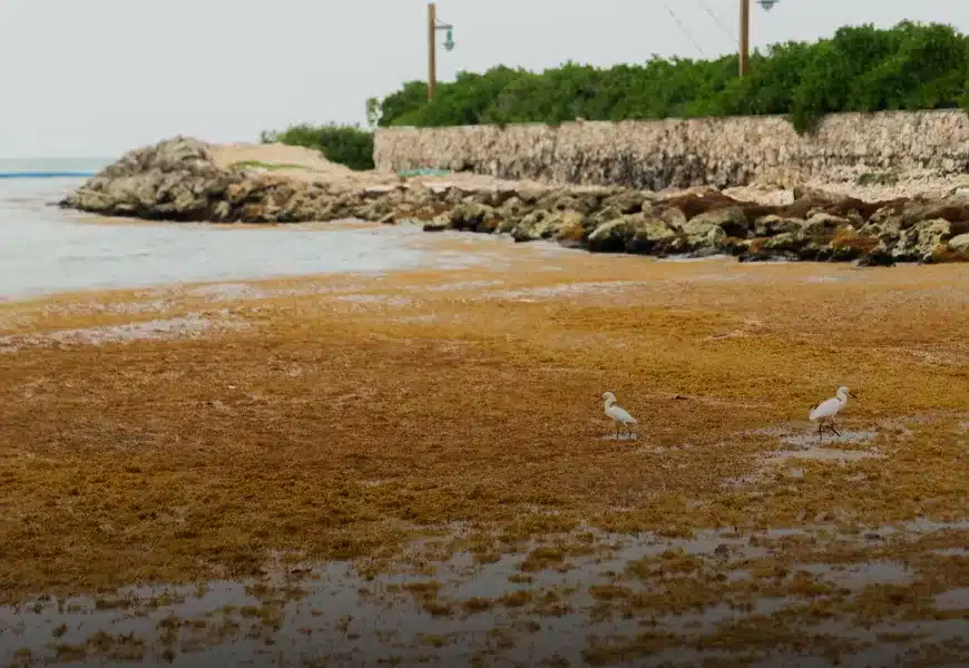 la-resiliencia-del-gran-caribe