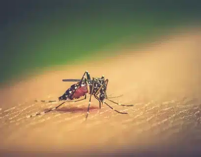 dengue