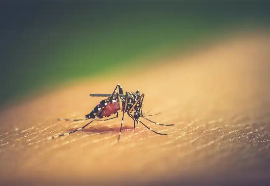 dengue